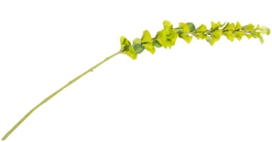Molucella Spray H105cm fleur