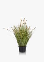 Pennisetum Grass plant H99cm