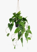 Philodendron Scandens H80cm kunstplant