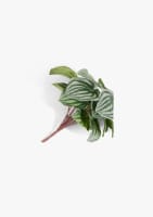 Peperomia Bush H25cm kunstbloem