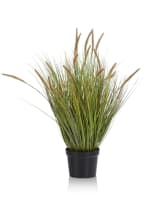 Pennisetum Grass plant H99cm