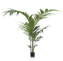 Kentia Palm plant H210cm