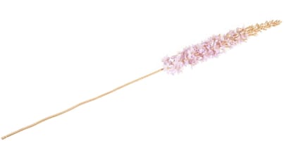 Eremurus Spray H107cm fleur