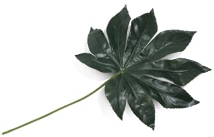 Fatsia Leaf Kunstblume H55cm