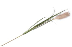 Pampus Grass Kunstblume H120cm