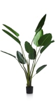Strelitzia Nicolai H150cm