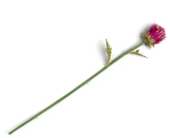 Artichoke Stem H80cm