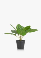Calathea Orbifolia H45cm kunstplant