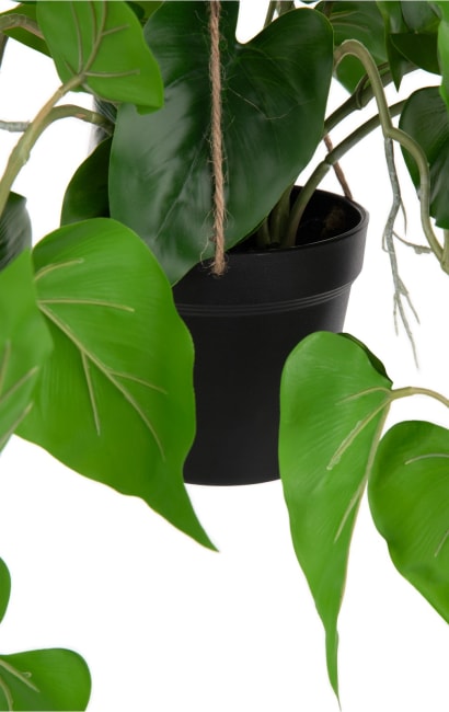 monstera grzyb Monstera Deliciosa Aurea Variegated (Small Form/Borsigiana) *Grower's  Choice* main image 0