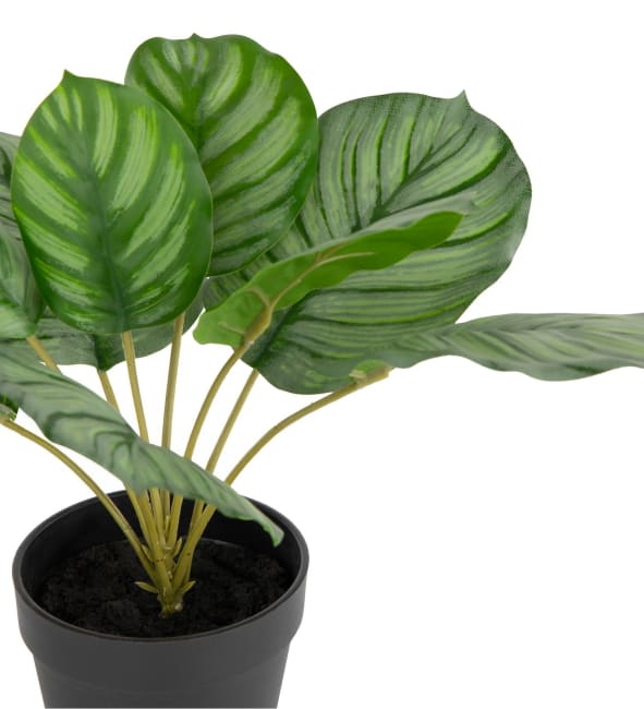 COCOmaison, Calathea Orbifolia H45cm Kunstpflanze - Gruen