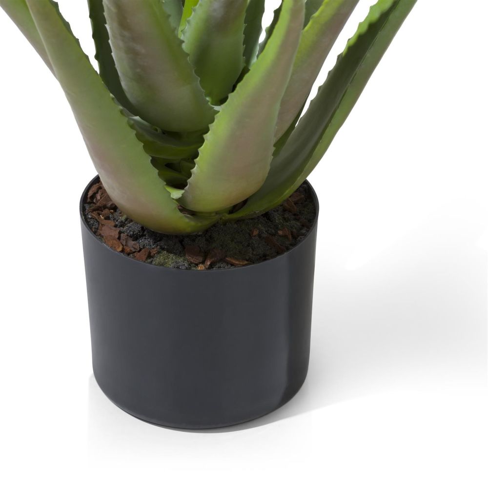 Aloe Plant H50cm