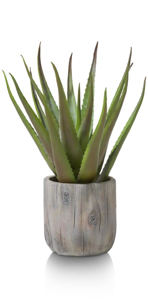 Aloe Plant H50cm