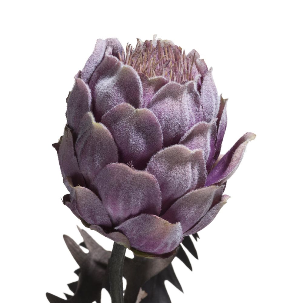 Protea Spray H63cm