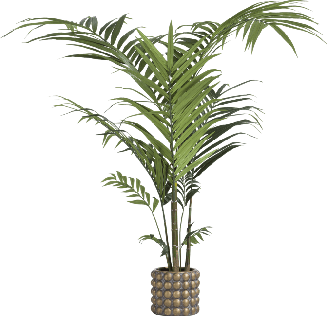 COCOmaison - Coco Maison - Moderne - Kentia palm plant H210cm