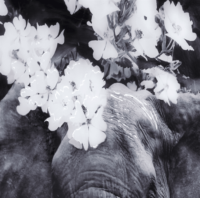 Happy@Home - Coco Maison - Flower Elephant print 100x68cm
