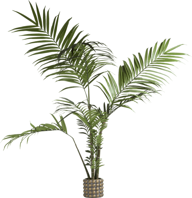 COCOmaison - Coco Maison - Moderne - Kentia palm H180cm