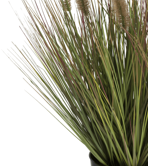 COCO maison - Coco Maison - Authentique - Pennisetum grass plant H58cm
