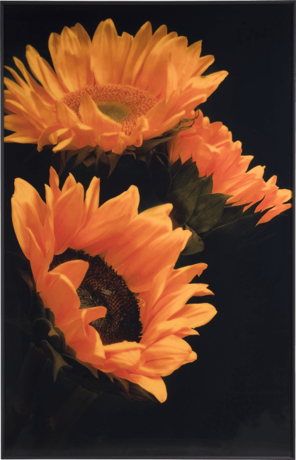 XOOON - Coco Maison - Sunflower print 90x140cm