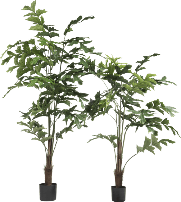 COCOmaison - Coco Maison - Rustikal - Palm Fishtail Kunstpflanze H155cm