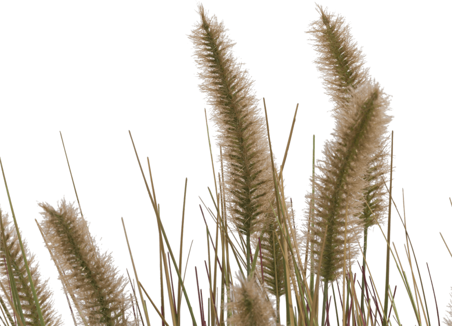 COCOmaison - Coco Maison - Rustikal - Pennisetum grass plant H58cm