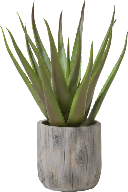 COCOmaison - Coco Maison - Landelijk - Aloe plant H50cm
