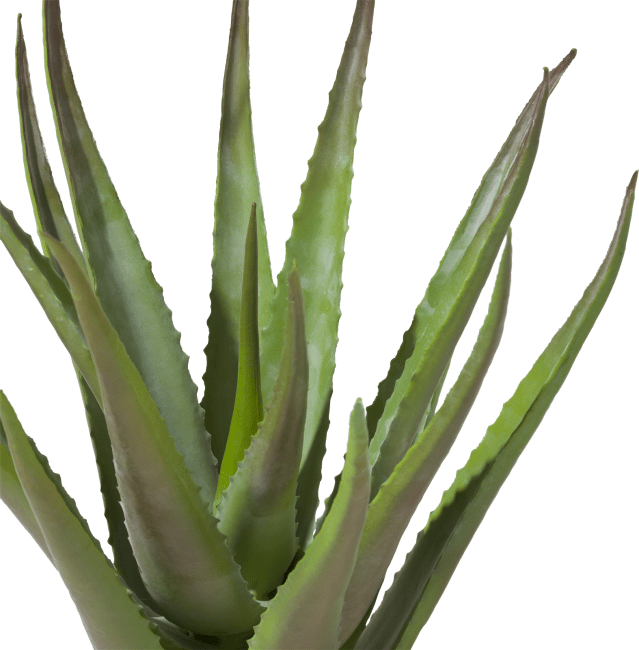 COCOmaison - Coco Maison - Authentique - Aloe plant H50cm