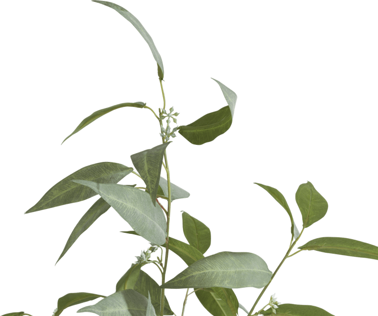 COCO maison - Coco Maison - Landelijk - Eucalypthus Tree plant H195cm