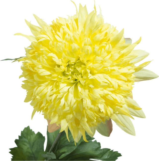 COCO maison - Coco Maison - Chrysanthemum H75cm