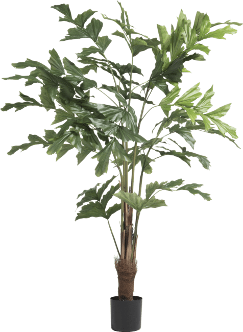 COCOmaison - Coco Maison - Rustikal - Palm Fishtail Kunstpflanze H135cm