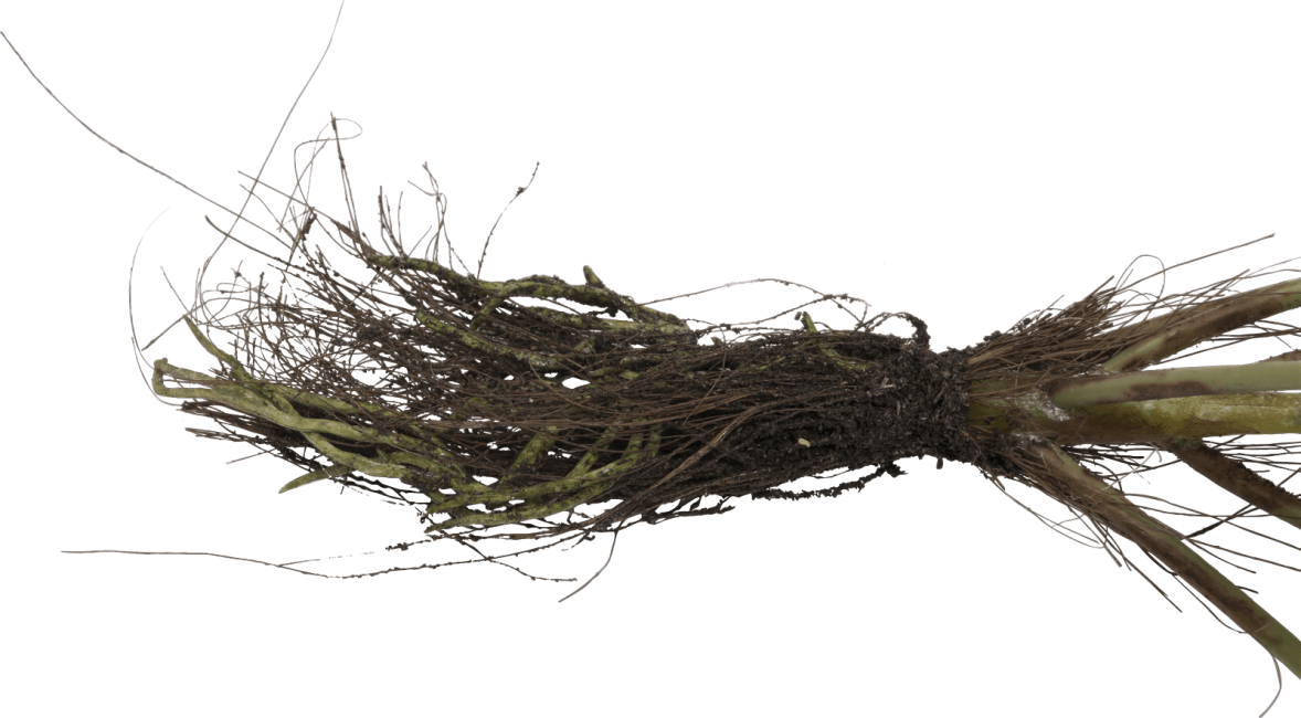 COCOmaison - Coco Maison - Pilea Bush plante artificielle H24cm