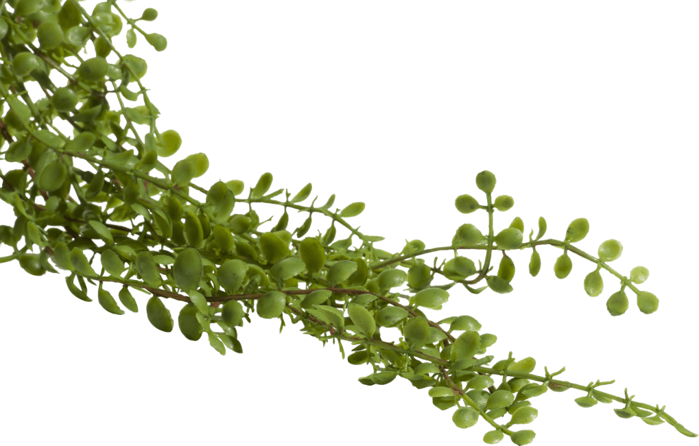 COCOmaison - Coco Maison - Ficus Pumila Hanging Bush - 100 cm
