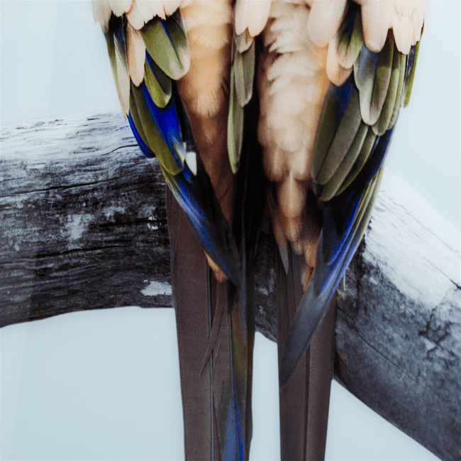 COCO maison - Coco Maison - Rustikal - Lovebirds Bild 140x90cm