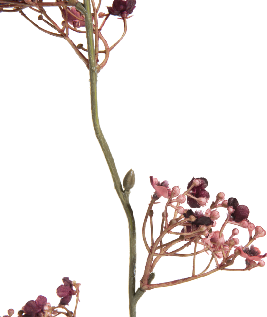XOOON - Coco Maison - Gypsophylia artificial flower H105cm