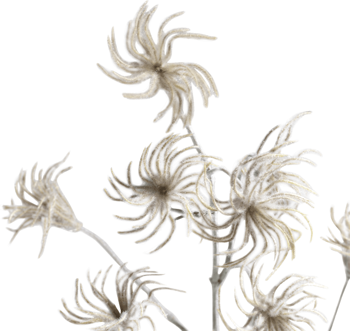 COCOmaison - Coco Maison - Rustikal - Clematis seed spray H105cm
