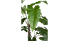 Henders & Hazel - COCOmaison - Alocasia Giant Tree H180cm Kunstpflanze