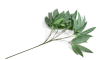 Henders & Hazel - COCOmaison - Eucalyptus branch H95cm