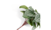 Henders & Hazel - COCOmaison - Peperomia Bush H25cm Kunstblume