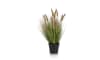 Henders & Hazel - COCOmaison - Pennisetum Grass plant H58cm
