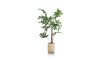 XOOON - COCOmaison - Palm Fishtail plante artificielle H135cm