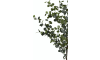 Henders & Hazel - COCOmaison - Eucalyptus Tree plante artificielle H180cm