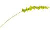 Henders & Hazel - COCOmaison - Molucella Spray H105cm Kunstblume