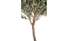 Henders & Hazel - COCOmaison - Olive Tree H180cm Kunstpflanze