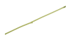 Henders & Hazel - COCOmaison - Tropaeolum Spray H88cm fleur
