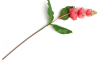 Henders & Hazel - COCOmaison - Medinilla Spray Kunstblume H110cm