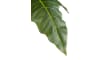 Henders & Hazel - COCOmaison - Alocasia Giant Tree H180cm Kunstpflanze