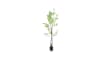 XOOON - COCOmaison - Tropaeolum kunstplant H210cm