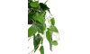 Henders & Hazel - COCOmaison - Philodendron Scandens H80cm Kunstpflanze