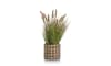 Henders & Hazel - COCOmaison - Pennisetum Grass plant H58cm