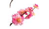 Henders & Hazel - COCOmaison - Cherry blossom spray H120cm