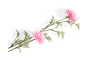 Henders & Hazel - COCOmaison - Ball Mum Spray H93cm